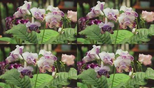 白紫色堇兰扭果花旋果苣扭果苣苔白花紫花高清在线视频素材下载
