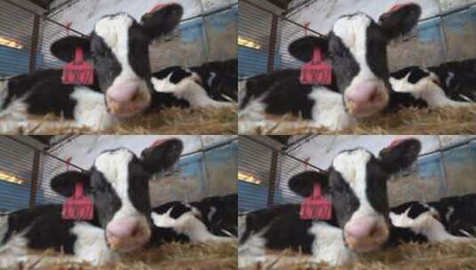 奶牛 小奶牛 奶牛场 奶牛养殖 (130)高清在线视频素材下载