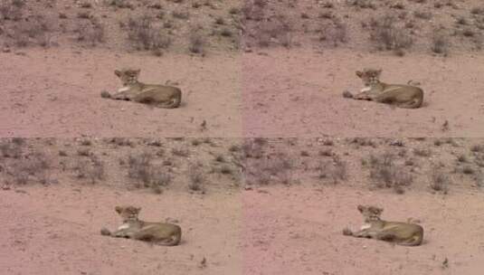 非洲母狮在干旱沙漠上休息高清在线视频素材下载
