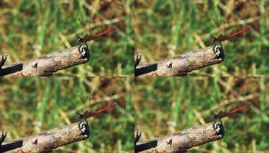 木枝上的红蜻蜓特写高清在线视频素材下载