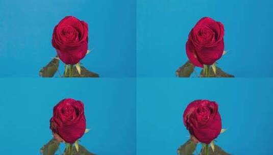 玫瑰延时摄影高清在线视频素材下载