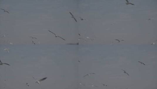 滇池海鸥l-log素材高清在线视频素材下载