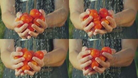 水洒在手捧着的西红柿上高清在线视频素材下载