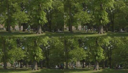 在公园树下散步的人高清在线视频素材下载
