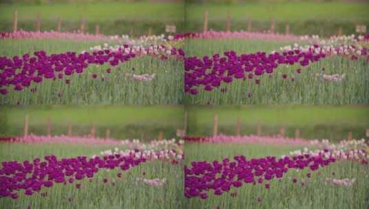 红色郁金香在田野上绽放高清在线视频素材下载