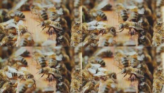 蜜蜂在蜂箱里工作制作有用的食物高清在线视频素材下载