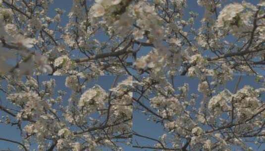 春天盛开的荆棘花高清在线视频素材下载