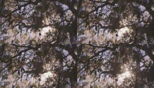树枝逆光拍摄高清在线视频素材下载