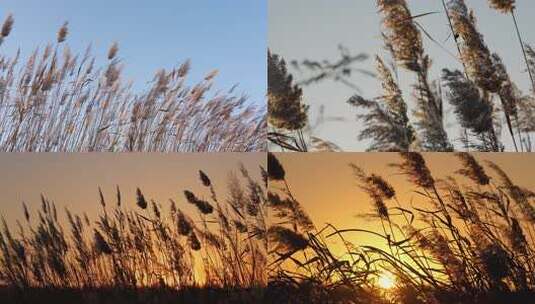 荻花芦苇夕阳唯美空镜 合集高清在线视频素材下载