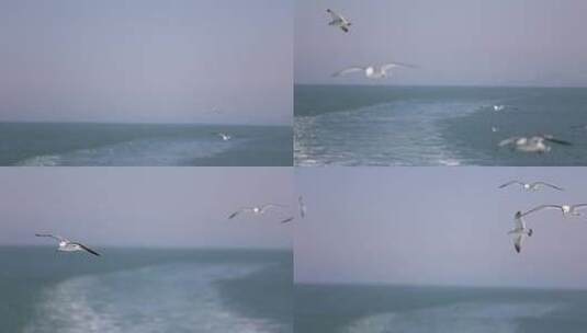 烟台长岛海上游船，海鸥伴随飞翔高清在线视频素材下载