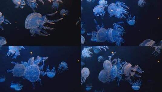 海底世界海洋馆水族馆水母高清在线视频素材下载