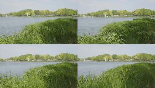 春天水边的绿色芦苇摇晃4K高清在线视频素材下载