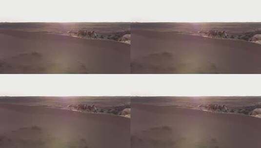沙漠骆驼天空4k高清在线视频素材下载
