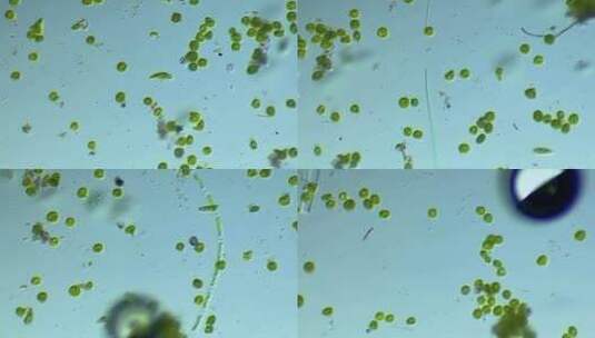 显微镜下放大100倍的微生物眼虫裸藻高清在线视频素材下载