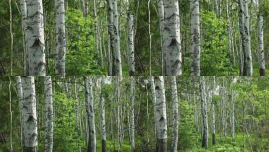 北方桦树林高清在线视频素材下载