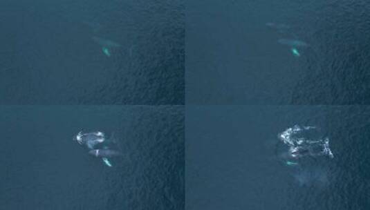 两只座头鲸浮出水面高清在线视频素材下载