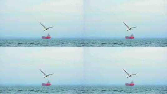 海鸥飞翔高清在线视频素材下载