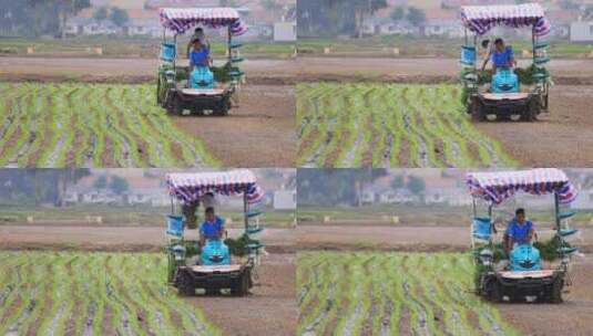 实拍8k机械化种植水稻高清在线视频素材下载