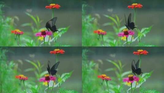 花丛黑蝴蝶高清在线视频素材下载