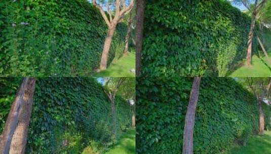 爬山虎 围墙 绿叶墙 藤蔓高清在线视频素材下载