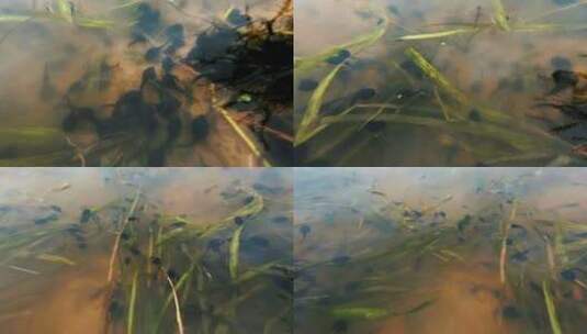 水中游动的蝌蚪高清在线视频素材下载