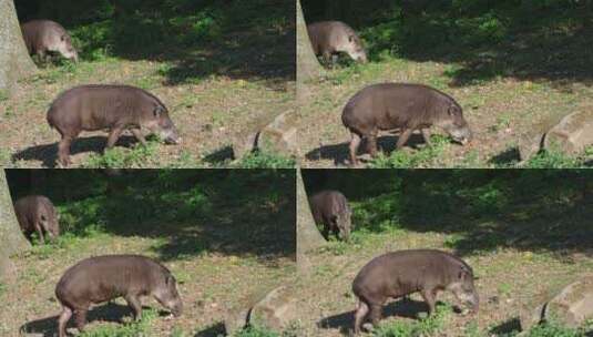 南美貘（Tapirus terrestris）的视图高清在线视频素材下载