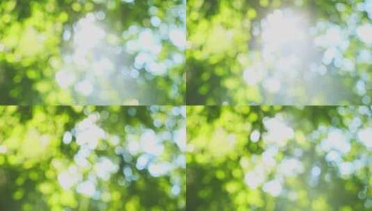 唯美阳光绿叶光斑虚化空镜头高清在线视频素材下载