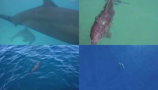 【合集】海豚 一群海豚 海豚跃出水面高清在线视频素材下载