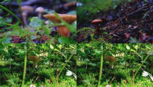 森林里的蘑菇特写高清在线视频素材下载