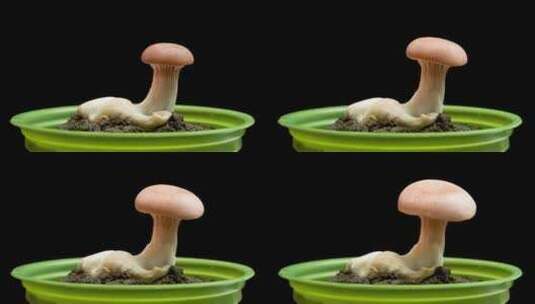 牡蛎菇的时间推移高清在线视频素材下载