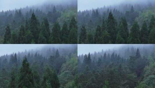 云雾森林4K生态自然空境原创杉树航拍唯美高清在线视频素材下载