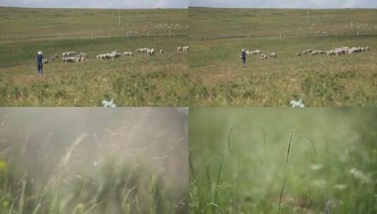 大草原放羊草原唯美空境高清在线视频素材下载