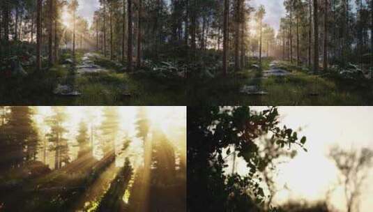 森林晨雾树林唯美天然氧吧高清在线视频素材下载
