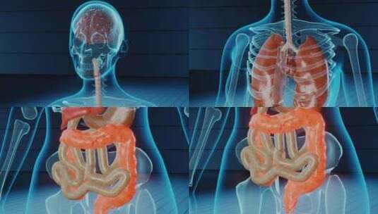 4K 人体 大脑 心脏 内脏 肾脏 大肠 医疗高清在线视频素材下载