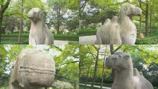 南京明孝陵景区石象路骆驼雕塑慢镜头素材高清在线视频素材下载