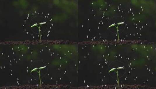 植物雨露高清在线视频素材下载