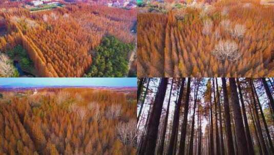 秋天水杉树林航拍高清在线视频素材下载