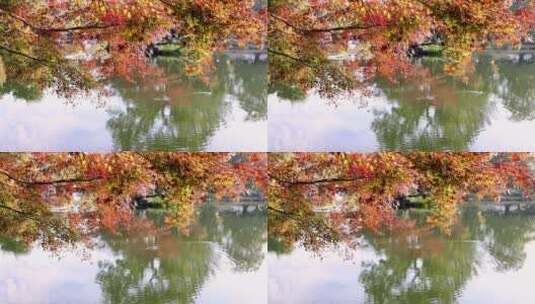 湖边色彩鲜艳的枫叶和湖里游泳的小鸭子高清在线视频素材下载