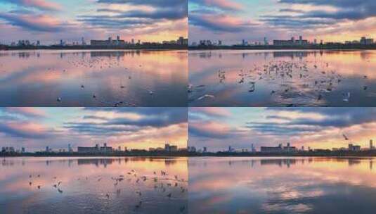 昆明城市日出时草海湿地湖面上的海鸥高清在线视频素材下载