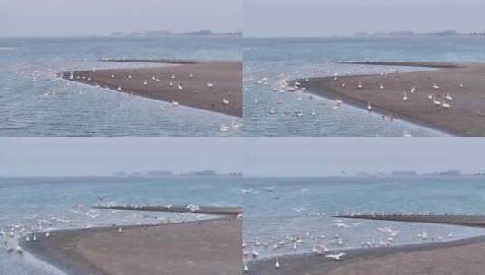 长江洲头越冬候鸟航拍视频高清在线视频素材下载