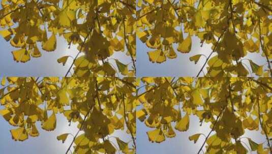 仰视天空阳光风吹银杏树1高清在线视频素材下载