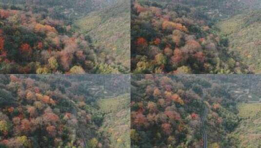 杭州富阳墅溪村林峰山森林秋色航拍高清在线视频素材下载