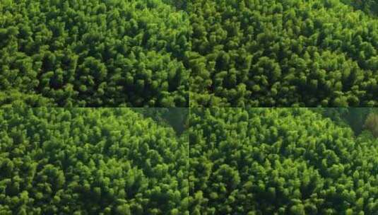 江南竹山竹海竹林竹叶生态环境航拍高清在线视频素材下载