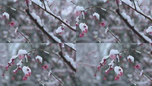 冬季下雪红梅花盛开红梅傲雪高清在线视频素材下载