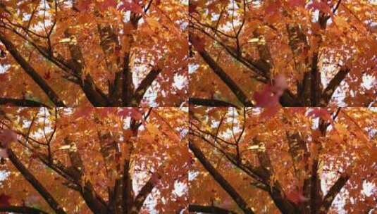 秋叶飘落的慢动作高清在线视频素材下载