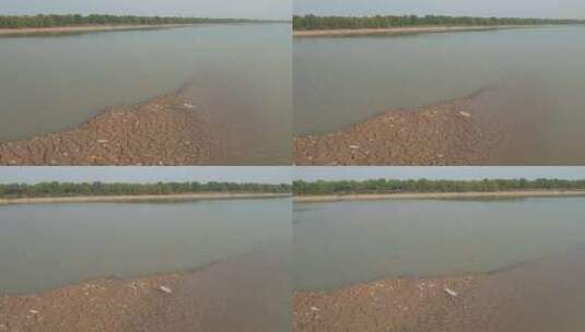 黄河滩涂白鹭自然风光高清在线视频素材下载
