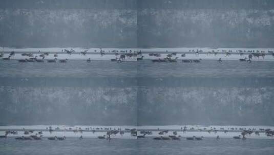 冬季河面上野生的野鸭在嬉戏飞翔觅食高清在线视频素材下载