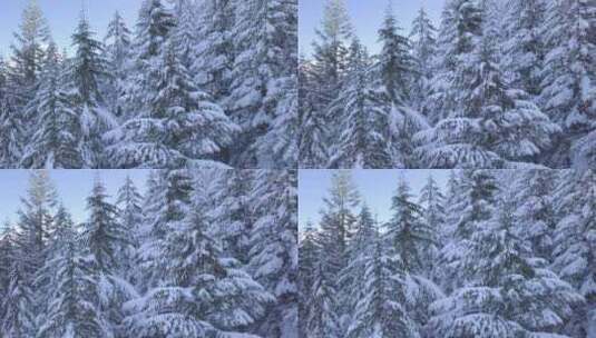 航拍大雪落满树枝高清在线视频素材下载