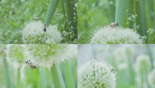 蜜蜂在葱花上采蜜蜜蜂飞舞夏季高清在线视频素材下载