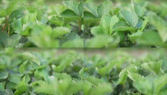 农民田间劳动种植蔬菜蔬菜大棚里的蔬菜草莓高清在线视频素材下载